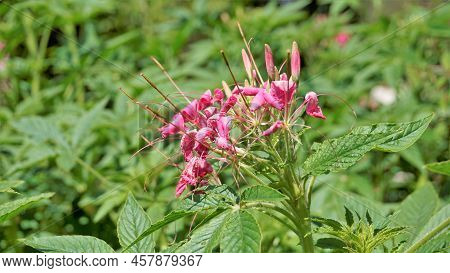 Beautiful Flowers Of Cleome Spinosa Also Known As Spider Flower, Spiny Spiderflower, Tarenaya Hassle