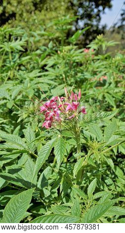 Beautiful Flowers Of Cleome Spinosa Also Known As Spider Flower, Spiny Spiderflower, Tarenaya Hassle