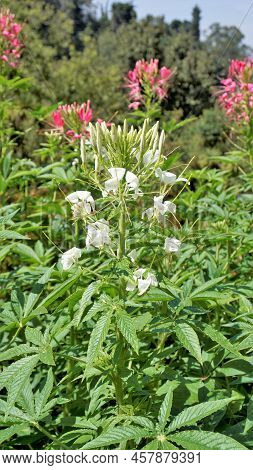Beautiful Flowers Of Cleome Spinosa Also Known As Spider Flower, Spiny Spiderflower, Tarenaya Hassle