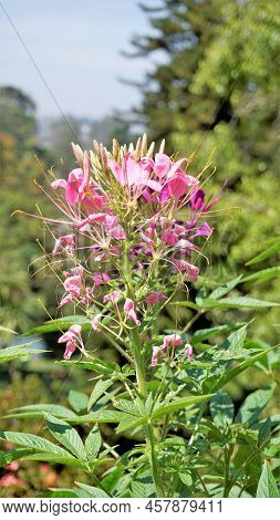 Beautiful Flowers Of Cleome Spinosa Also Known As Spider Flower, Spiny Spiderflower, Tarenaya Hassle