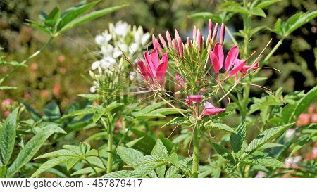Beautiful Flowers Of Cleome Spinosa Also Known As Spider Flower, Spiny Spiderflower, Tarenaya Hassle