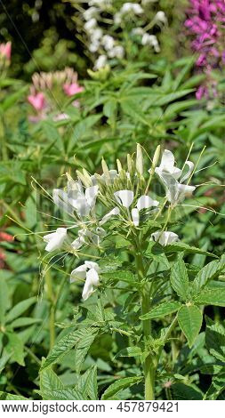 Beautiful Flowers Of Cleome Spinosa Also Known As Spider Flower, Spiny Spiderflower, Tarenaya Hassle
