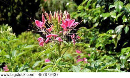 Beautiful Flowers Of Cleome Spinosa Also Known As Spider Flower, Spiny Spiderflower, Tarenaya Hassle