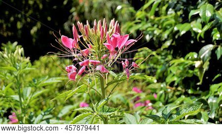 Beautiful Flowers Of Cleome Spinosa Also Known As Spider Flower, Spiny Spiderflower, Tarenaya Hassle