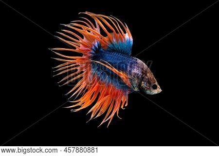 Crown Tail Betta, Siamese Fighting Fish, Blue And Orange Coloured Pla-kad ( Biting Fish) Thai; Betta