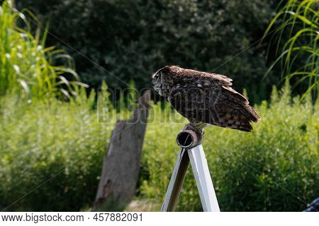 A Coastal Great Horned Owl Taking Flight From Her Springtime Nest Over The Inter Coastal Waterway In