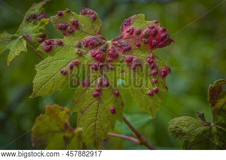 Leaf With Cryptomyzus Ribis Larvae