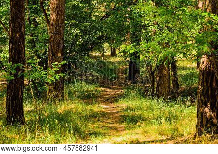 A Path Between The Trees In The Castle Park In Straznice. Photo To The Tourist Guide