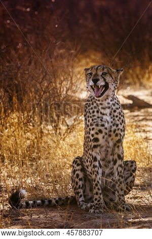 Cheetah Sitting And Calling Front View In Kgalagadi Transfrontier Park, South Africa ; Specie Acinon