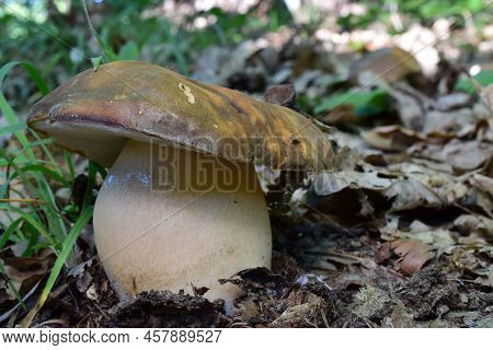 Nice Specimen Of Fully Developed Wild, Edible And Delicious Bronze Cep Or Boletus Aereus Mushroom In