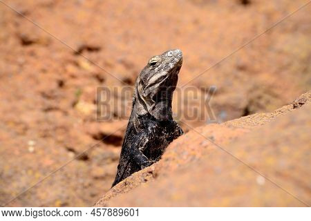 Chuckwalla Lizard Sunning Itself Sitting On Rock