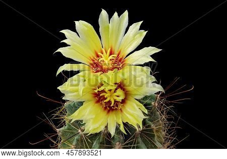 The Plant Hamatocactus Setispinus (latin) Is Adorned With Two Flowering Buds. Isolated On Black Back