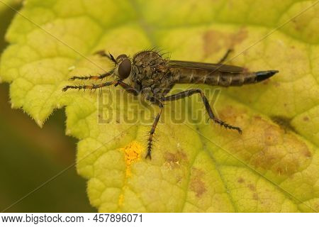 Closeup On A Brown Heath Robberfly, Tolmerus Cingulatus, Sitting On A Green Leaf In The Garden