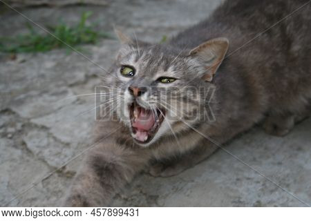 Family Pet. A Cat That Walks At Night By Itself. A Curious Muzzle Is Up To Something. It\\\'s Nice T