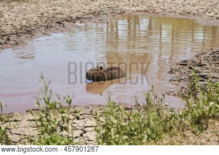 Capybara, Hydrochoerus Hydrochaeris, Largest Living Rodent, Native To South America, Among The Water