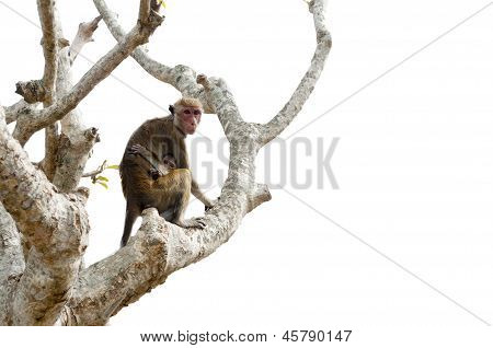 Mono con propio bebé sentado en el árbol