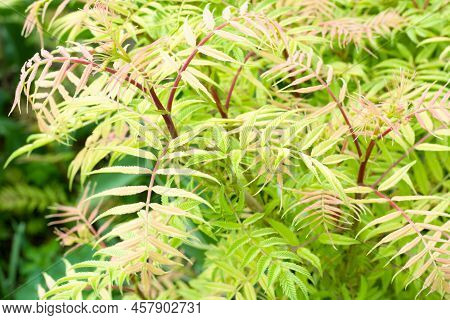 Background With Light Green Leaves Of Sorbaria Sorbifolia, False Spiraea
