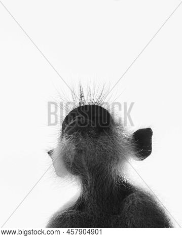 Tufted Gray Langur Monkey Looking Up, Backlit Portrait Photograph, Monkey Face Close Up.