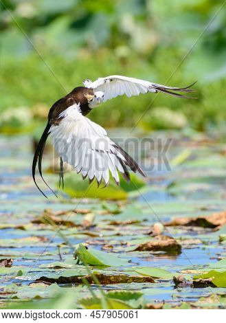 A Beautiful Pheasant-tailed Jacana Bird Landing Shot Turns And Looks Right At The Camera. Landing On