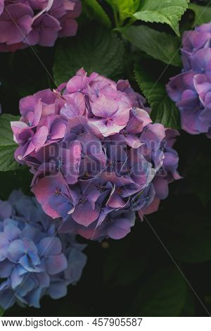 Purple Hydrangea Flowers Are In Bloom In The Hydrangea Garden. It Is A Close-up Photo Of Hydrangea.