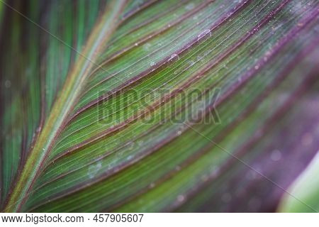 Cordyline Fruticosa Leaf Texture. Leaves Closeup Background.
