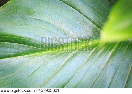 Green Tropical Calla Leaf. Background Texture Close Up Of Green Leaf Use Space For Text Or Image Des