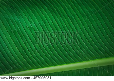 Banana Green Leaf Closeup Background Use Us Space For Text Or Image Backdrop Design. Texture Backgro