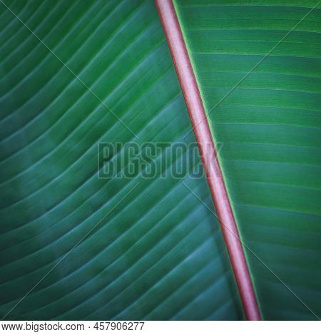 Banana Green Leaf Closeup Background Use Us Space For Text Or Image Backdrop Design. Texture Backgro