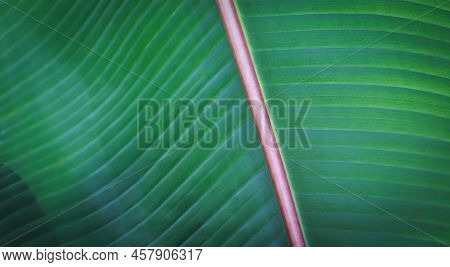 Banana Green Leaf Closeup Background Use Us Space For Text Or Image Backdrop Design. Texture Backgro