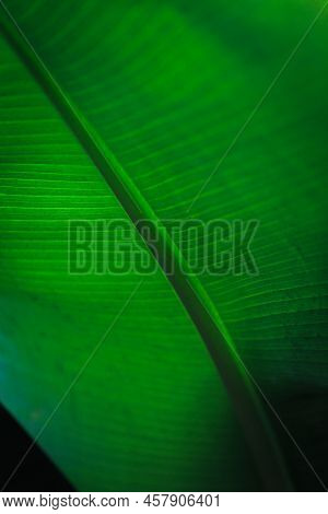 Banana Green Leaf Closeup Background Use Us Space For Text Or Image Backdrop Design. Texture Backgro