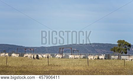 Cattle Grazing Beside Cattle Yards On A Country Property With A Mountain Range In The Background And