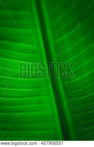 Banana Green Leaf Closeup Background Use Us Space For Text Or Image Backdrop Design. Texture Backgro