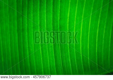 Banana Green Leaf Closeup Background Use Us Space For Text Or Image Backdrop Design. Texture Backgro