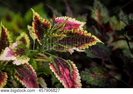Coleus Leaf Texture. Nettle Dyed. Coleus Blumei, Plectranthus Scutellarioides, Solenostemon Scutella