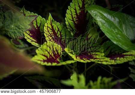 Coleus Leaf Texture. Nettle Dyed. Coleus Blumei, Plectranthus Scutellarioides, Solenostemon Scutella