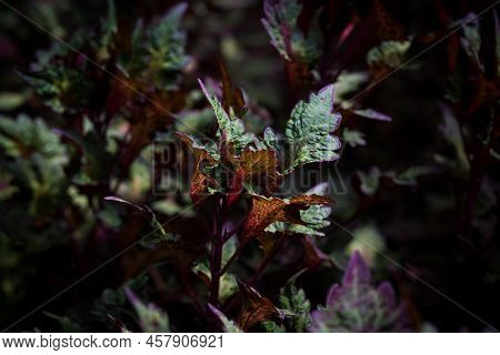 Coleus Leaf Texture. Nettle Dyed. Coleus Blumei, Plectranthus Scutellarioides, Solenostemon Scutella