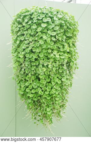 Dichondra Repens Plant Is Grown At The Nursery