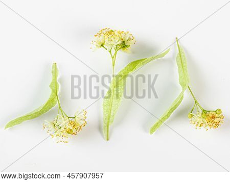 Linden Leaf And Flowers Isolated On White
