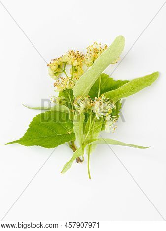 Linden Flowers With Leaves Isolated On A White Background. Limetree.