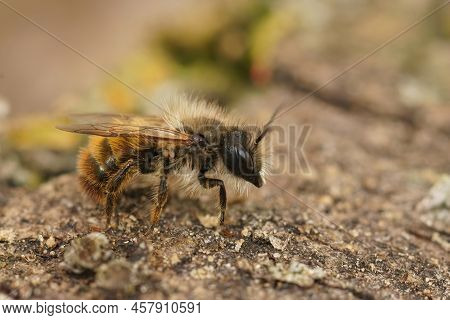 Closeup On A Hairy Male Red Mason Bee, Osmia Bicornis, Sitting On A Stone In The Garden