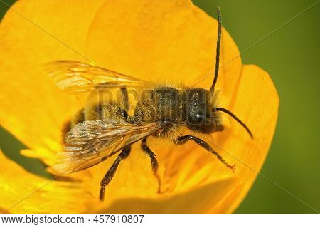 Closeup On A Male Red Mason Bee, Osmia Rufa, Sitting Inside A Yellow Buttercup Flower, Ranunculus Ac