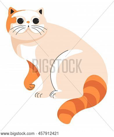 Munchkin Cat Portrait Of Feline Animal, Vector