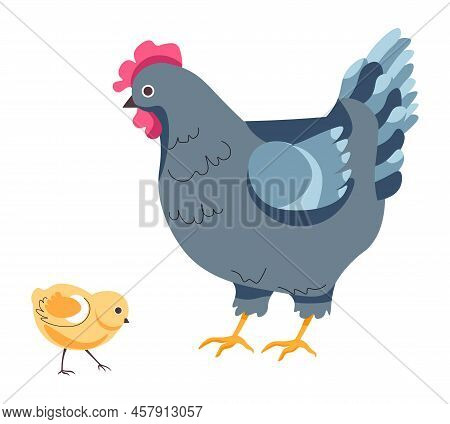 Hen And Small Chick, Chicken Breeding On Farm