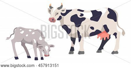 Livestock Breeding, Cattle Cow And Calf Animals