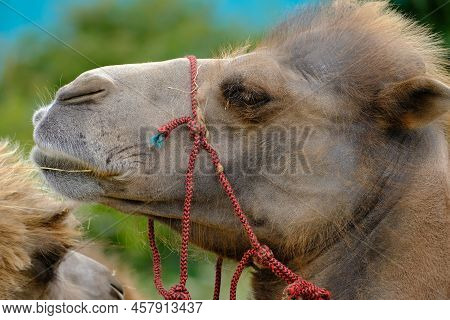 A Camel Is An Even-toed Ungulate In The Genus Camelus That Bears Distinctive Fatty Deposits Known As