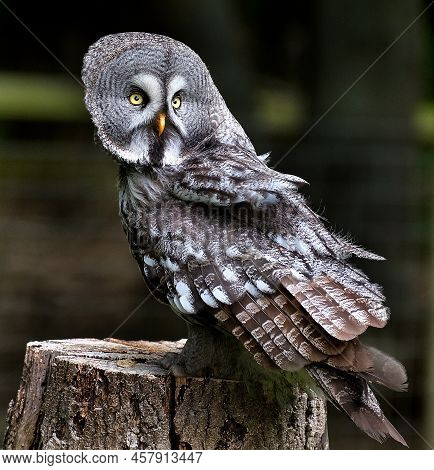 Large Grey Owl In Uk Wildlife Park In Free Flying Display.