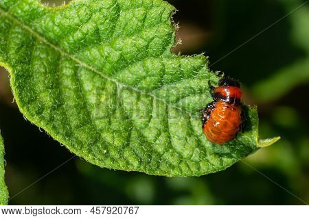 Potato Cultivation Destroyed By Larvae And Beetles Of Colorado Potato Beetle, Leptinotarsa Decemline