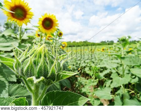 Bright Sunflower Flowers In The Field, Close-up