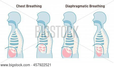 Chest And Diaphragmatic Breathing Types. Anatomical Mechanism