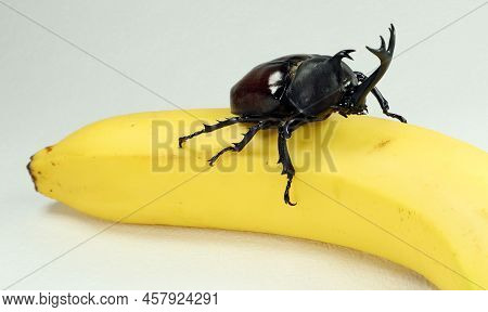 Giant Rhinocetos Beetles Allomyrina Dichotomus On Banana. Breeding Beetles. Dynastidae.  Coleoptera.